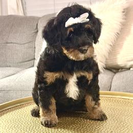 Girl 4 - Phantom female Bernedoodle puppy in Salt Lake County, Utah from Coco Avenue Pups