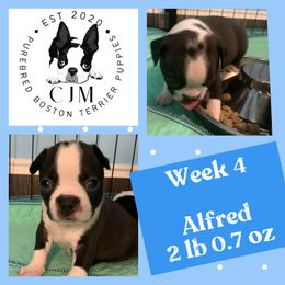 Alfie - Black and white Boston Terrier puppy in Jupiter, Florida from CJM Boston and Boxer Puppies
