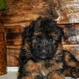 Cream collar - Black and red female German Shepherd puppy in Howell, Michigan from Sheyenne Buentello's German Shepherds