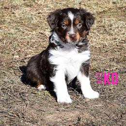 Miniature Australian Shepherd Puppies from Knockout Aussies