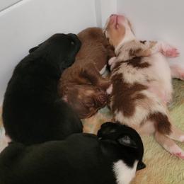 Australian Shepherd Puppies from Wayward Trails Kennel