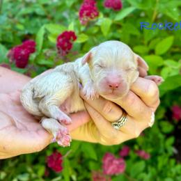 Rocket - Yellow and white male Bernedoodle puppy in Midland, Michigan from Northern Charm Farm