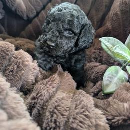 Boy 1 - Black male Poodle puppy in Lumberton, Texas from Topline Poodles