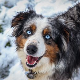 Abby - Australian Shepherd