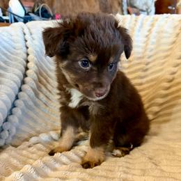 Pearl - Red tri female Miniature Australian Shepherd puppy in New Hampton, Iowa from Full River Australian Shepherds