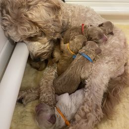 Goldendoodle Puppies from Loving Hearts Goldendoodles