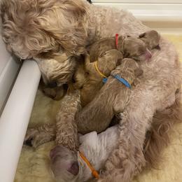 Goldendoodle Puppies from Loving Hearts Goldendoodles