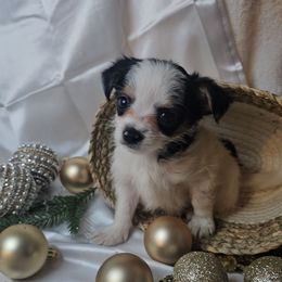 Tux - Black and white male Chihuahua puppy in Decatur, Illinois from We R Puppies