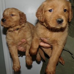 Golden Retriever Puppies from Brisas Goldens