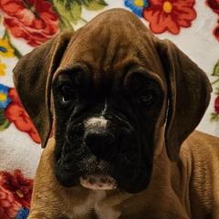 Girl 1 - Fawn Boxer puppy in Rocky Comfort, Missouri from Meredith's Boxer Puppies