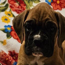 Girl 1 - Fawn Boxer puppy in Rocky Comfort, Missouri from Meredith's Boxer Puppies