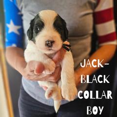 Jack - Saint Berdoodle puppy from Doodles by Starlight