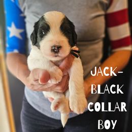 Jack - Saint Berdoodle puppy from Doodles by Starlight