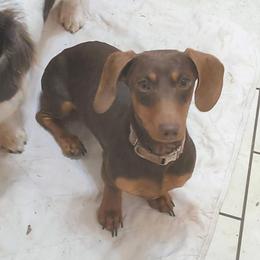 Smudge - Chocolate and tan female Dachshund puppy in Grove, Oklahoma from Dachs on the lake