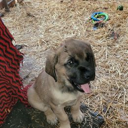 Boy - Apricot male Mastiff puppy in Uhrichsville, Ohio from Angela's Mastiffs
