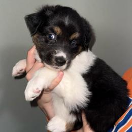 Griffin - Black tri-color male Australian Shepherd puppy in Weeki Wachee, Florida from Ace of Spades Australian Shepherds