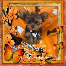 Cooper - Black and tan male Yorkshire Terrier puppy in Silverhill, Alabama from Malteseuluv’s Tiny Treasurers
