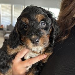 Bernedoodle and Bernese Mountain Dog Puppies from Sage Hills Bernedoodles