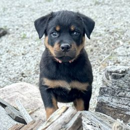 Rottweiler Puppies from Cross Creek Rottweilers
