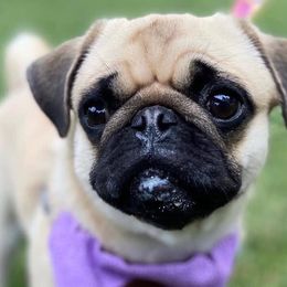 Pugs from Nelson Pug Puppies