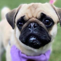 Pugs from Nelson Pug Puppies