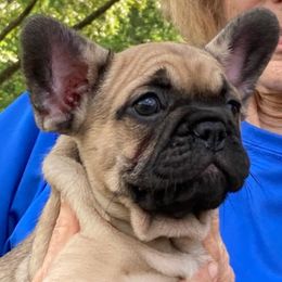 French Bulldogs from Margaret Valentine