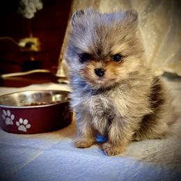 Rosie - Chocolate merle female Pomeranian puppy in Delta Junction, Alaska from Princess’s Poms
