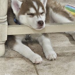 Labrador Retriever and Siberian Husky Puppies from Thornbury Kennel
