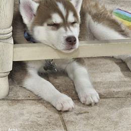 Labrador Retriever and Siberian Husky Puppies from Thornbury Kennel