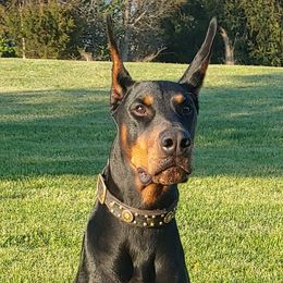 Uzi - Doberman Pinscher