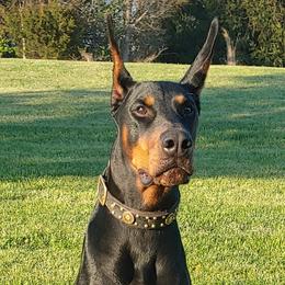Uzi - Doberman Pinscher