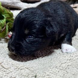 Ash(has tail) - Black tri-color male Australian Shepherd puppy in Butler, Georgia from Aussies at Howling Hill Farm