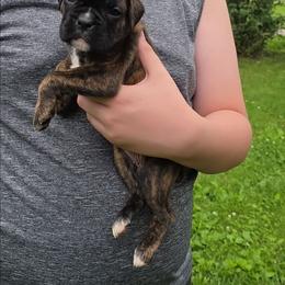 Girl 4 - Brindle female Boxer puppy in Billings, Missouri from Azaleas Euro Boxers & Boston Terriers