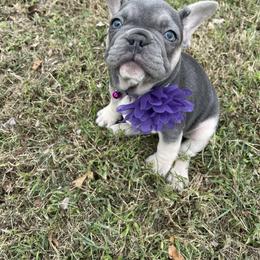 Purple collar - French Bulldog puppy from West Tennesse Frenchies
