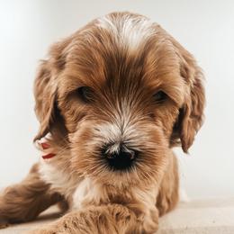Snickerdoodle - Apricot male Goldendoodle puppy in Hollister, Missouri from Wild Acres Goldendoodles