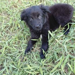 Rex - Black & white male Australian Shepherd puppy in Alvin, Texas from Gulf Coast Aussies