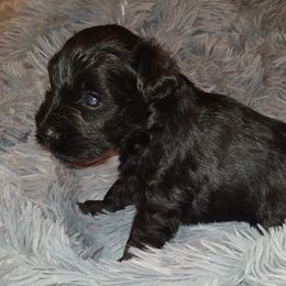 Rocky - Black male Miniature Schnauzer puppy in Graham, Washington from Kristy's French Bulldogs & Mini Schnauzers