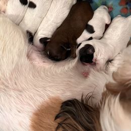 Shihpoo puppies from Southern Bred Pups