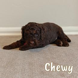 Chewy - Brown male Bernedoodle puppy in Guthrie, Oklahoma from Edmond Doodles, LLC