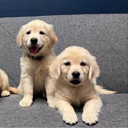 Golden Retriever Puppies from Chirping Meadows Goldens