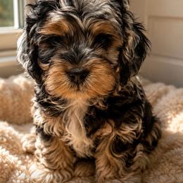 Atlas - Merle male Cockapoo puppy in Colorado Springs, Colorado from Garrett Doodles