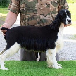 Demi - English Springer Spaniel