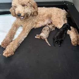 Bernedoodle, Cockapoo, and Goldendoodle Puppies from Avery Doodle Day LLC