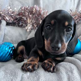 Rein - Black and tan male Dachshund puppy in Ocala, Florida from Weenie Boops