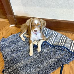 Pink - Red merle female Aussiedoodle puppy in Grants Pass, Oregon from Woodwind Miniatures