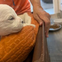 Bichon Frise Puppies from Jawoofski's Bichons