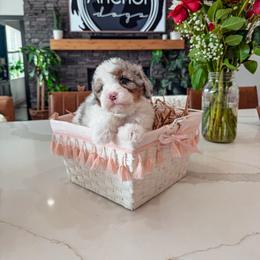 Bernedoodle, Cavapoo, Cavapoochon, Goldendoodle, and Yorkipoo Puppies from Anchor Dogs