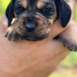 Pink collar - Black and tan female Bloodhound puppy in Lynchburg, Virginia from Clays Bloodhounds and Bassets