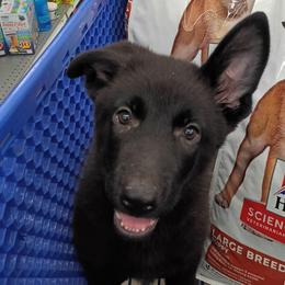 Flare - Black female German Shepherd puppy in La Pine, Oregon from Granville/Diamond Peak German Shepherds