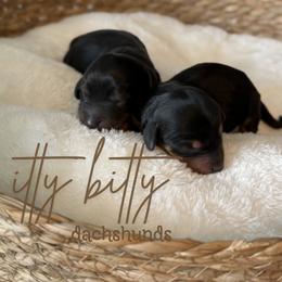 Dachshund Puppies from Itty Bitty Dachshunds